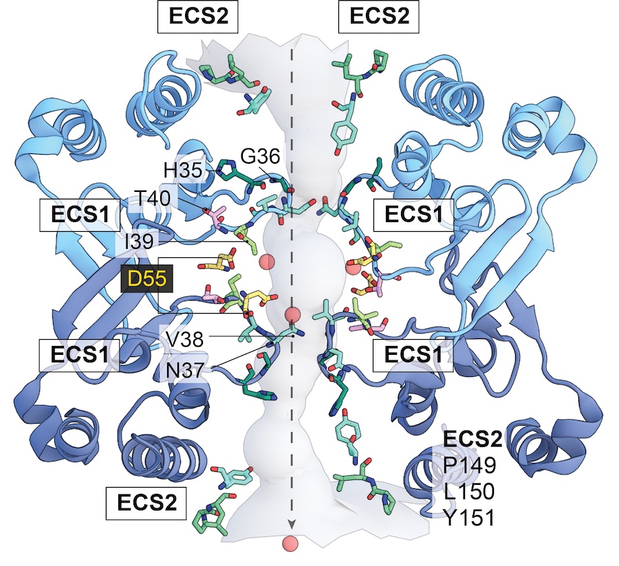 Claudin Ion Channels