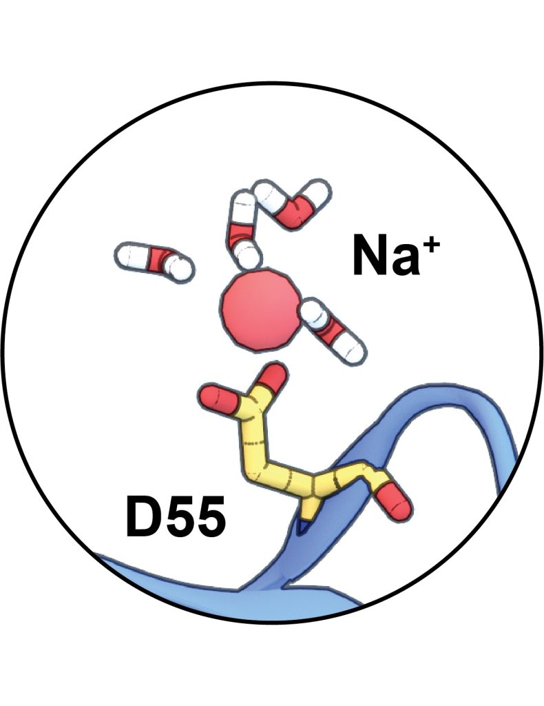 Drug Design and Docking