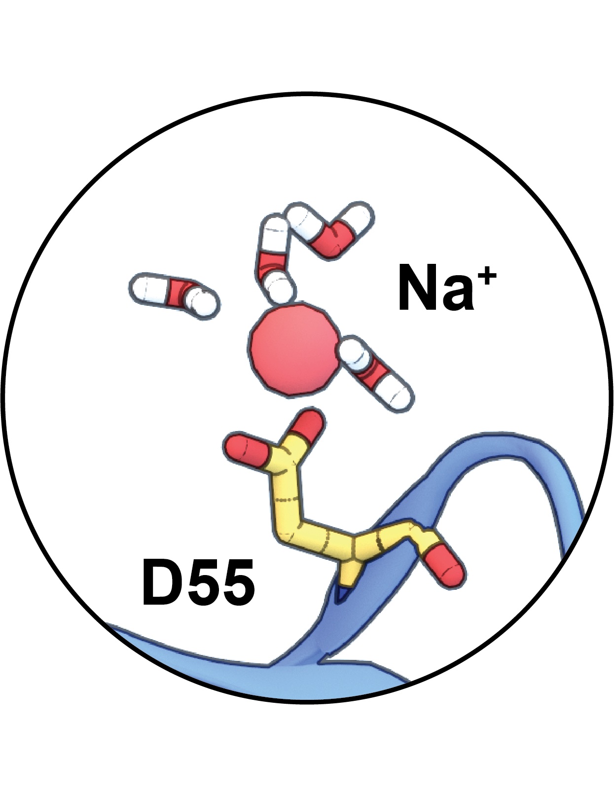 Drug Design and Docking